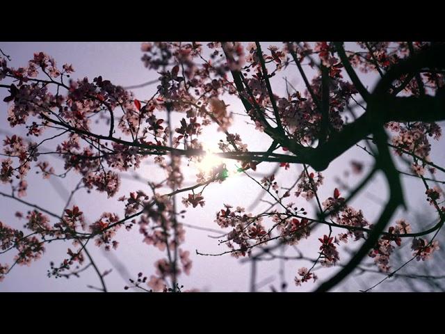 #Футаж глядя на солнце сквозь сакуру ◄4K•HD► #Footage looking at the sun through sakura