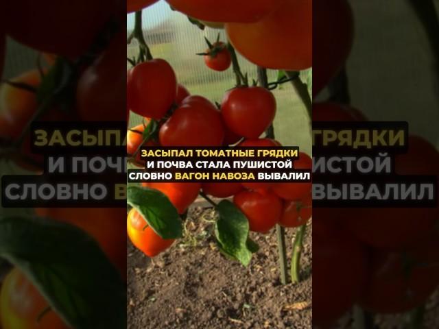 После этого почва станет мягкой и пушистой #огород #дача #сад