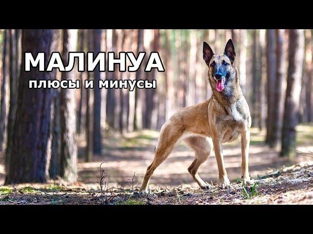 Бельгийская овчарка МАЛИНУА. Плюсы и минусы породы Belgian Shepherd Malinois