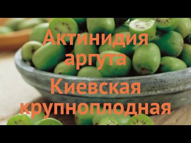 Актинидия аргута Киевская крупноплодная  обзор: как сажать, саженцы актинидии