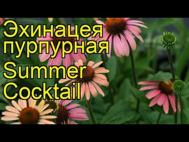 Эхинацея пурпурная Летний коктейль. Краткий обзор, описание echinacea purpurea Summer Cocktail