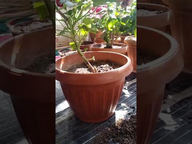 королевский герань гулини уй шароитида купайтириш