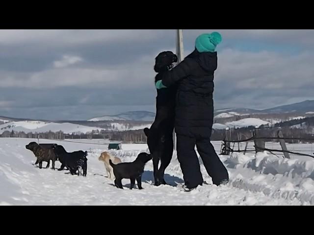 Среднеазиатские овчарки питомник "ТААЖЫДАР" (Башкирия).