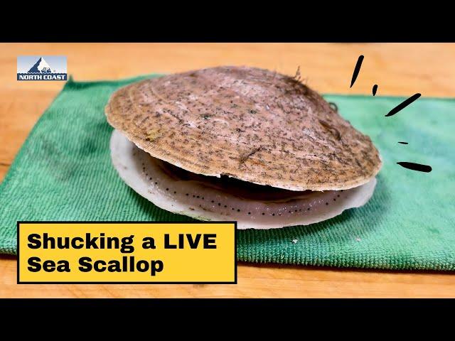 How to Shuck a Live Scallop in Shell | What Are Sea Scallops? | North Coast Seafoods