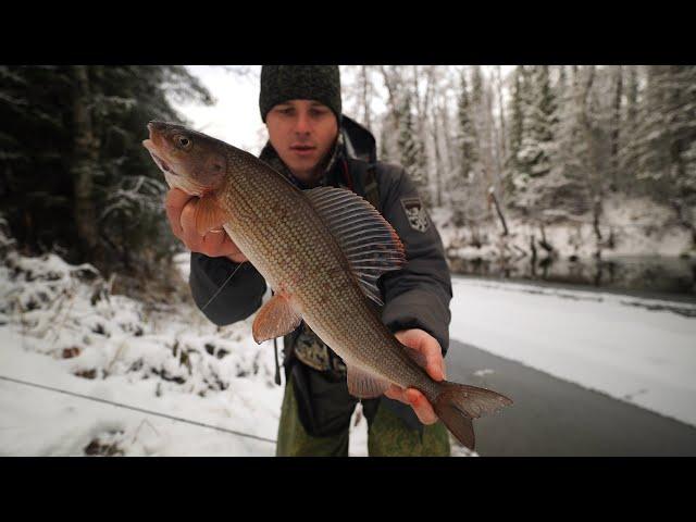 Large grayling in the polynya. I have never caught such monsters before.
