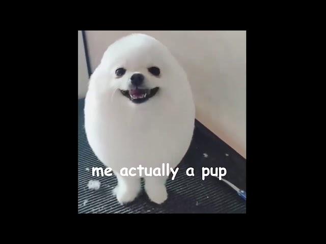 eggdog