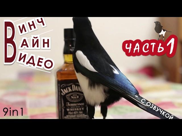 Винч - Вайн - Видео. Смешная сорока. Часть 1