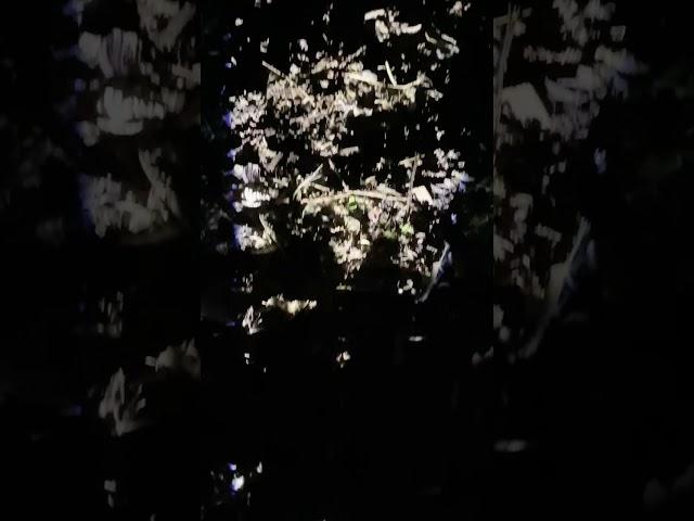 Light, Shadows