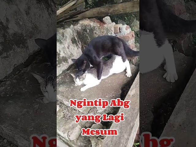 Ngintip Abg lagi Mesum #abg #mesum #shortvideo #chatlovers