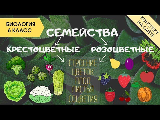 Семейство Крестоцветные и Розоцветные. Растения. Биология 6 класс. Плод, листья, формулы цветков