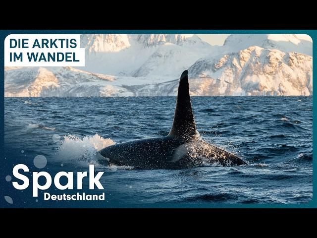 Hat die Arktis einen neuen Herrscher? | Der Vorstoß der Orcas | Spark Deutschland