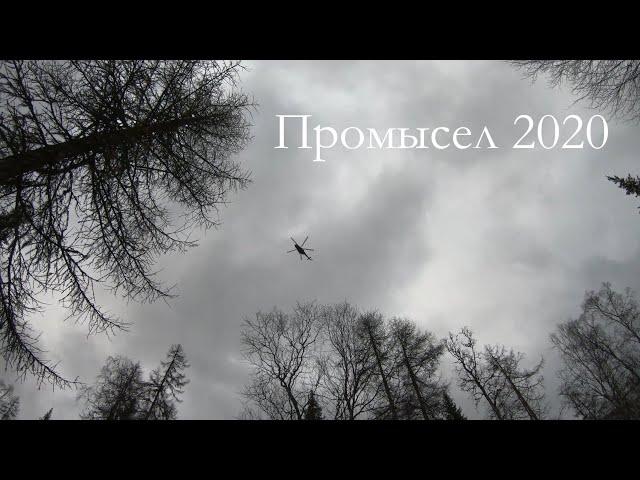 Промысел 2020г.Лось пришёл.