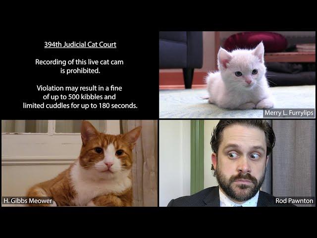 "I'm not a human. I'm a cat." Cat Court Lawyer Can't Turn Off Zoom Filter