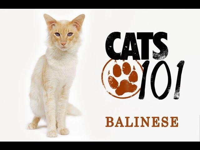 Балинезийская кошка - Balinese cat