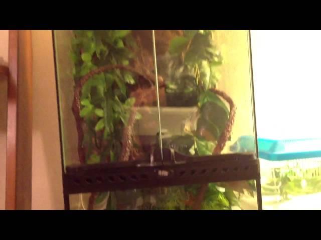 Reptile update