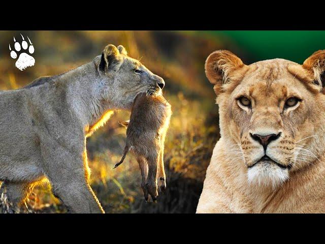 The Fury of the Lioness - Chronicle of Wild Africa | Pierre Arditi | Documentary - BF