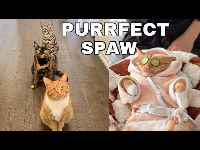 My Cats Visited The Purrfect Spaw!