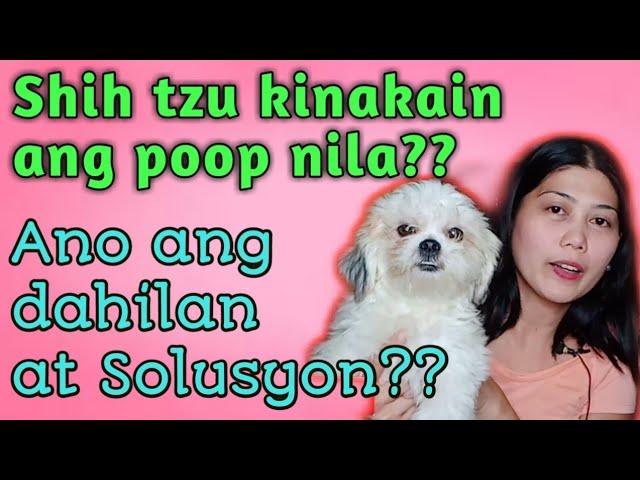 Shih Tzu kinakain ang poop?/ Dahilan at Solusyon sa pagkain ng tae/ jenny apelo