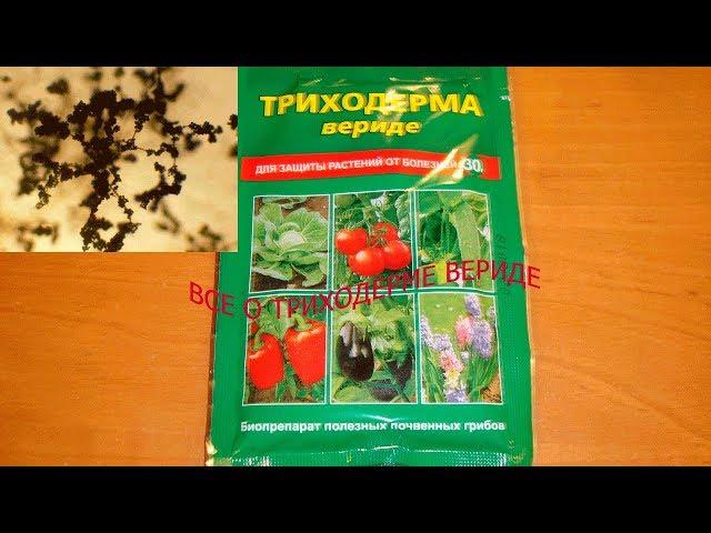 БИОЛОГИЧЕСКИЙ ФУНГИЦИД ТРИХОДЕРМА  ВЕРИДЕ, ВСЕ ЧТО НАДО ЗНАТЬ О  ПРЕПАРАТЕ