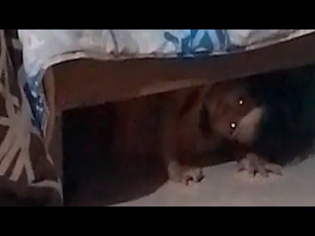 5 Videos de TERROR EXTREMO que NO te Dejarán DORMIR 2023 (VOL. 44)