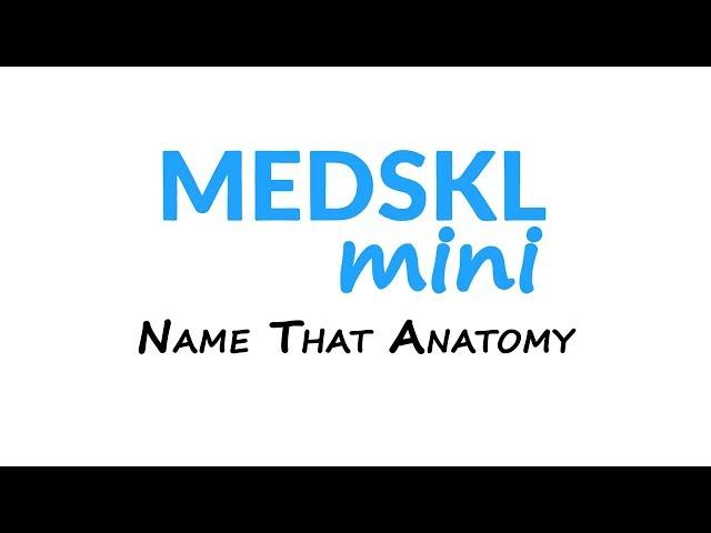 Medskl Mini: Name That Anatomy - Episode 7