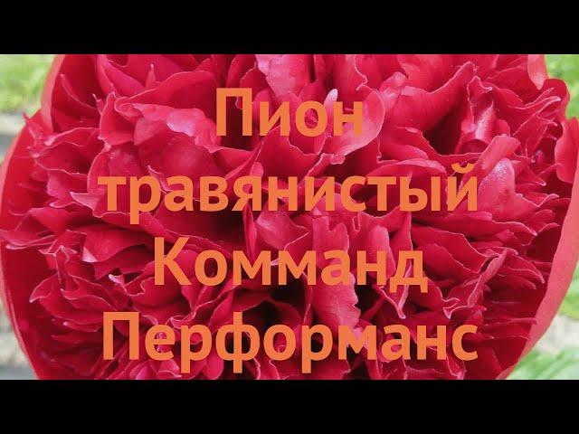 Пион травянистый Комманд Перформанс (paeonia)  обзор: как сажать, луковицы пиона Комманд Перформанс