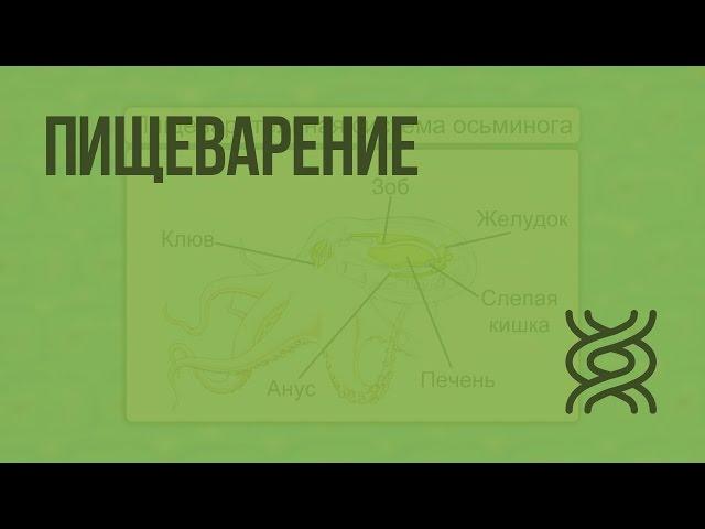 Пищеварение. Видеоурок по биологии 7 класс