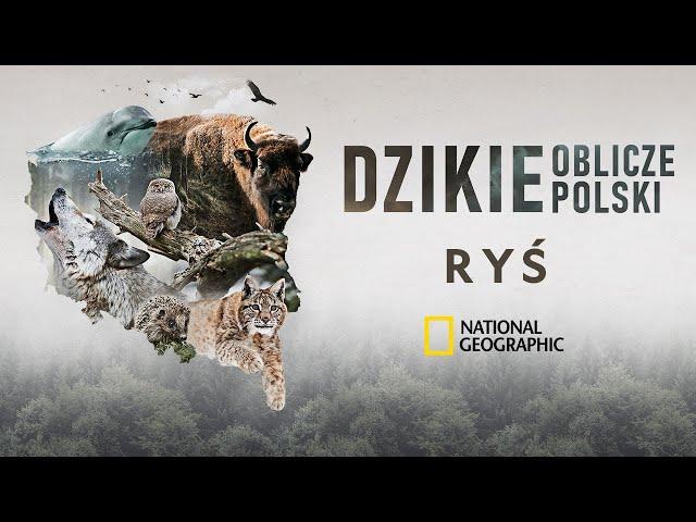 Ryś – poznaj dzikie oblicze Polski i chroń zagrożone gatunki