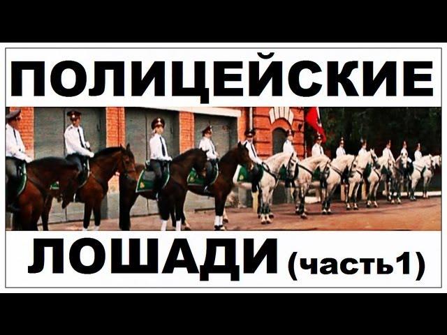 Галилео. Полицейские лошади (часть 1)