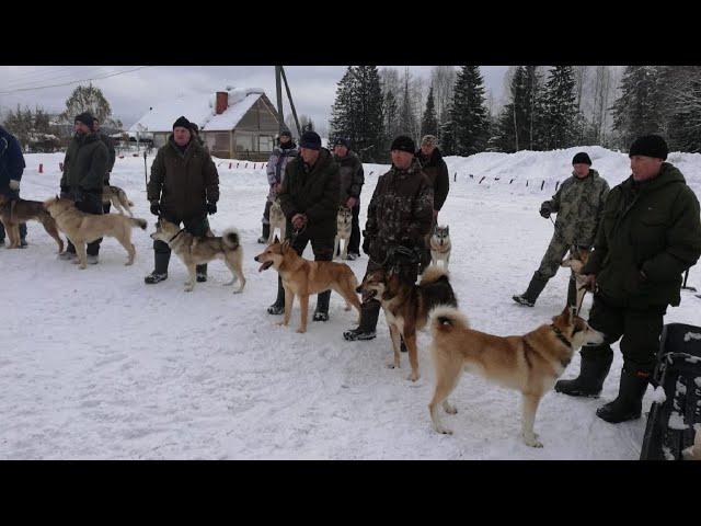 Первая выводка ВОЕННО-ОХОТНИЧЬЕГО ОБЩЕСТВА