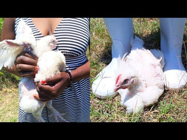 Woman Trampling One Chicken