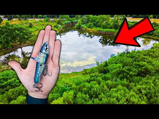 This TINY Pond Has So MANY BIG Fish!!!