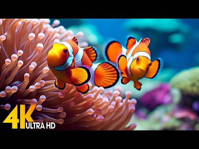 Aquarium 4K VIDEO (ULTRA HD)  Beautiful Coral Reef Fish - Relaxing Sleep Meditation Music #131