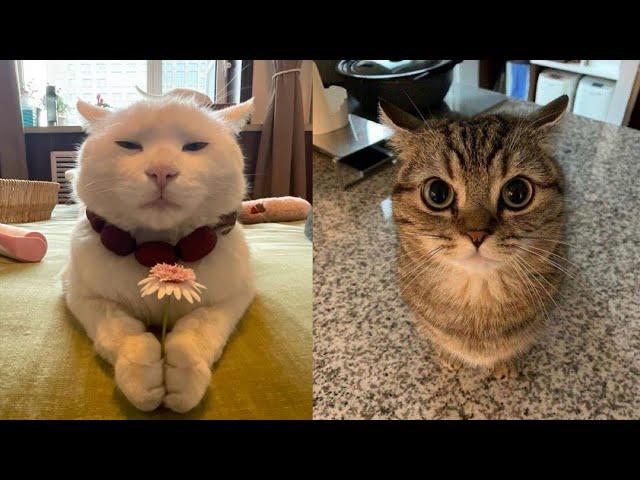 Try Not To Laugh  New Funny Cats Video  - Just Cats Part 14