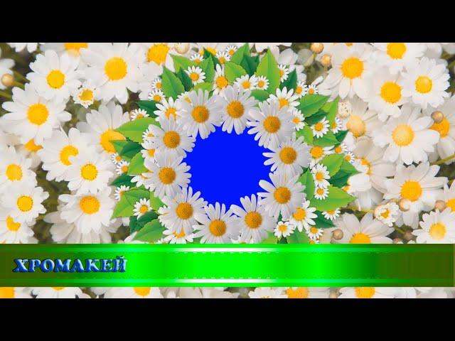 Переходы-футажи "Цветы", хромакей/transitions "flowers", chromakey