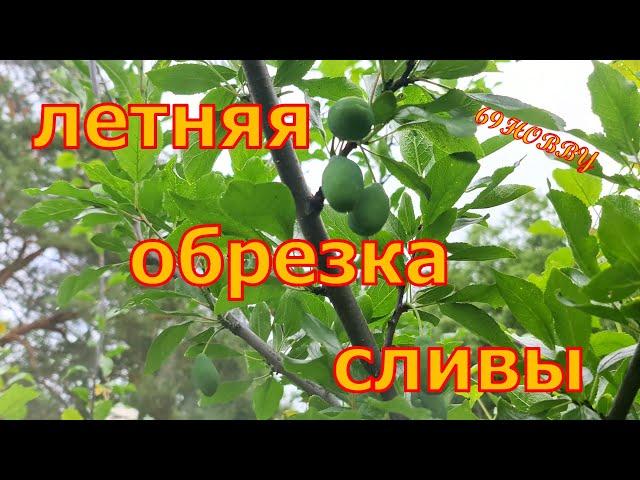 ЛЕТНЯЯ обрезка СЛИВЫ! Два примера 3-х и 5-ти лет  Как, когда и зачем!