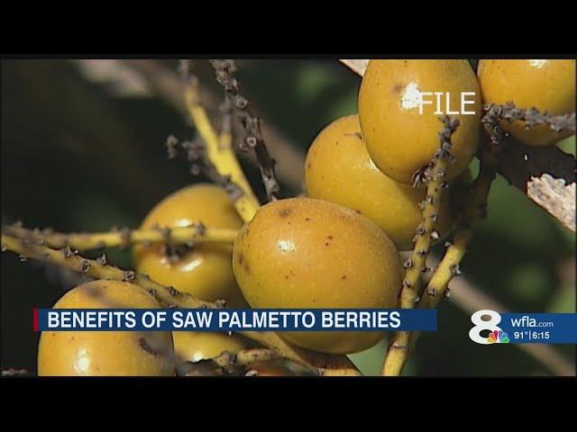 Why would someone steal 800 lbs. of saw palmetto berries?