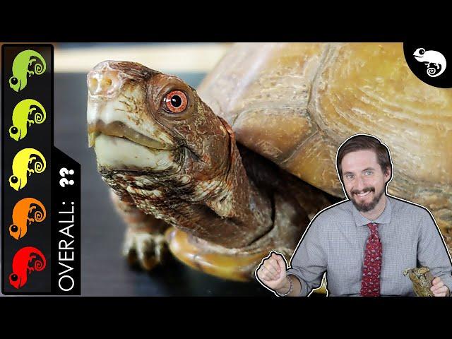 Box Turtle, The Best Pet Turtle?