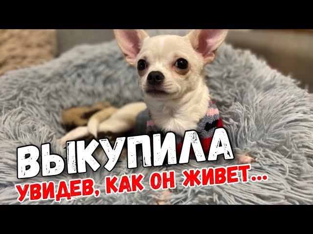 Что стало с особенным щенком Чихуахуа, которого я выкупила у заводчиков из жалости ? Костик