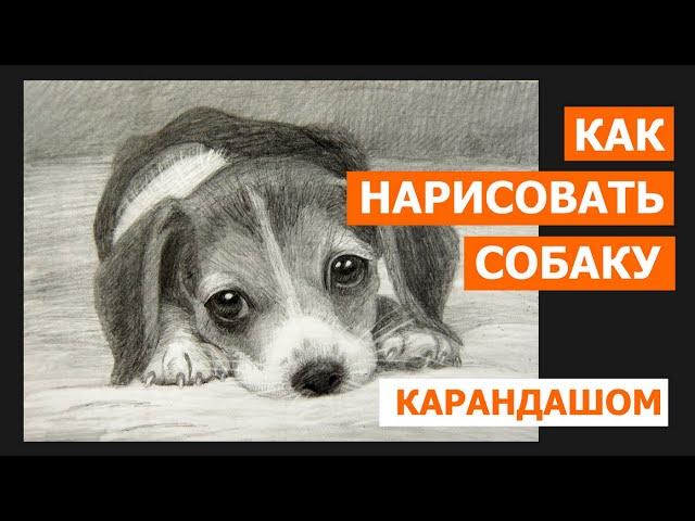 Как нарисовать собаку карандашом