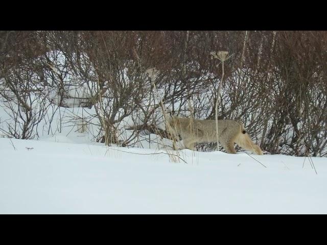 Lynx on the Hunt