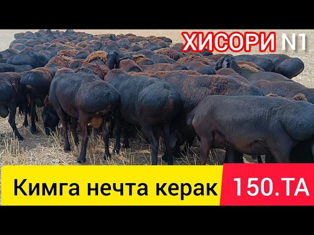 Сурхандарё Баракали Хисори Қучқорлари 150 та Зотга ва гўштга