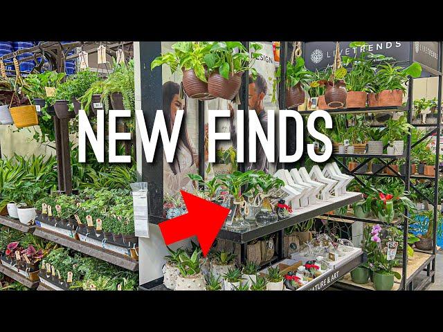 New Houseplants Finds! Lets go plant shopping at Lowes! Big Box Store Houseplant Shopping!