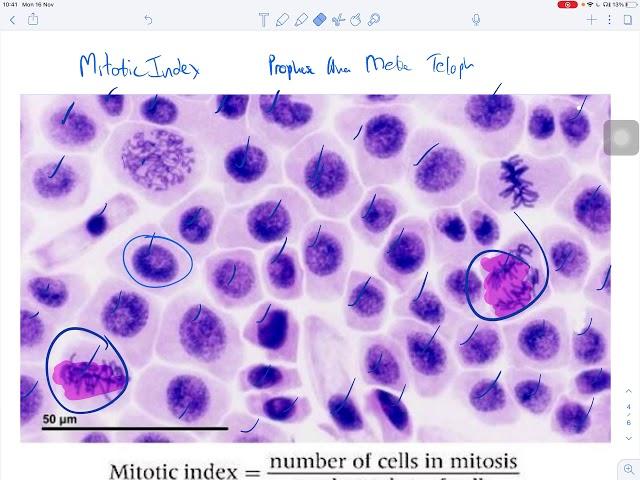 Mitotic Index