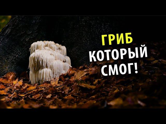 Что Может Ноотропный Гриб [Lion's Mane]