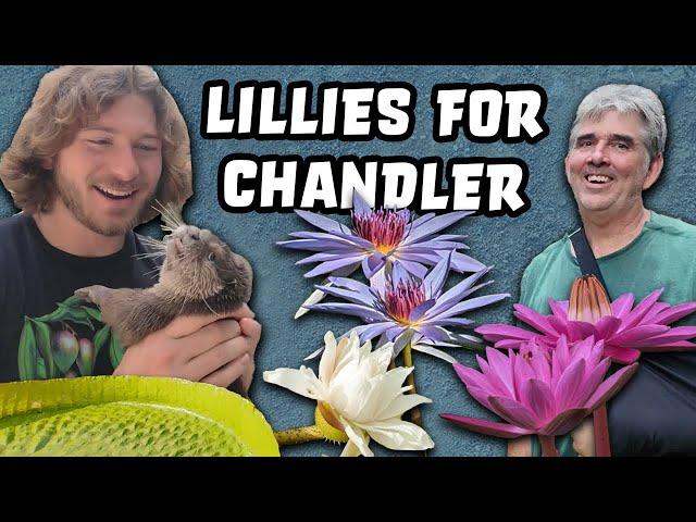 Water Lilies For Chandler's Wild Life