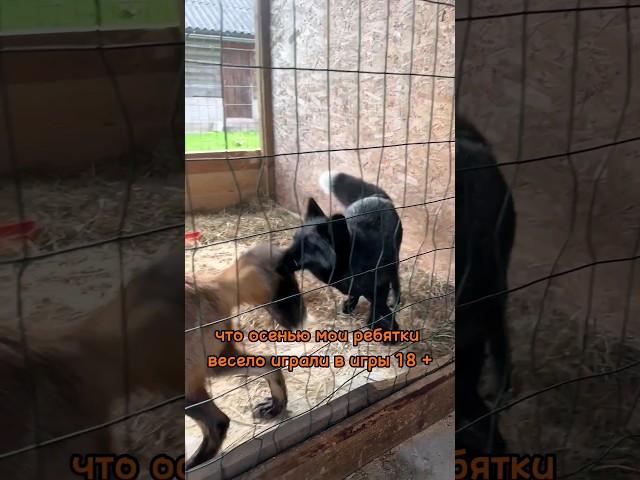 ЧЕМ ЗАКОНЧИЛИСЬ ВЗРОСЛЫЕ ИГРЫ У ЛИС?
