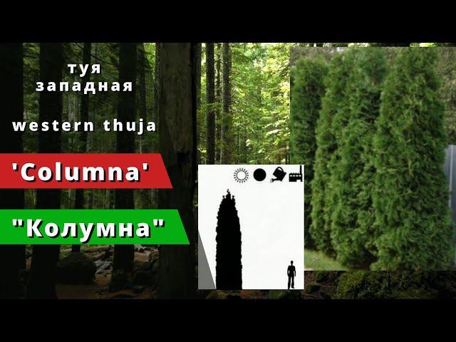 "Колумна" - 'Columna'. Thuja occidentalis. Western thuja.