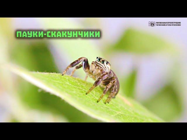 Милые паучьи глазки. Пауки-скакунчики. // Clever Cricket