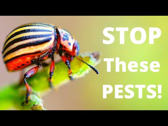 Dealing With Potato Pests | Colorado Potato Beetle | Potato Tuber Moth | Leafminer Fly